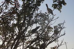 Bycanistes bucinator