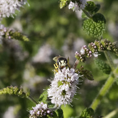 Philanthus triangulum