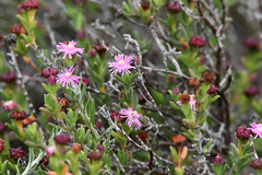Ruschia uitenhagensis