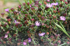 Ruschia uitenhagensis