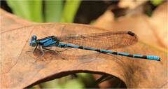 Argia elongata