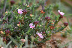 Ruschia uitenhagensis