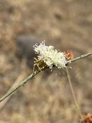 Eriogonum nudum