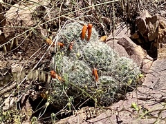 Mammillaria grahamii