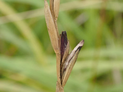Claviceps purpurea
