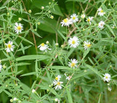 Symphyotrichum ontarionis