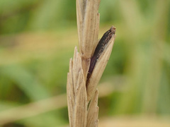 Claviceps purpurea