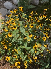 Rudbeckia