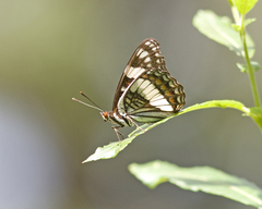 Limenitis weidemeyerii