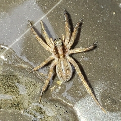 Lycosidae