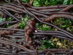 Nemalion elminthoides