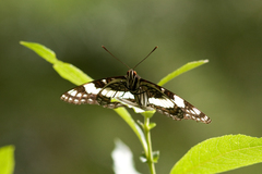 Limenitis weidemeyerii