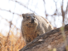 Procavia capensis capensis