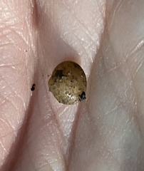 Sphaerium occidentale