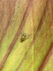 Condylostylus caudatus