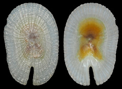 Emarginella