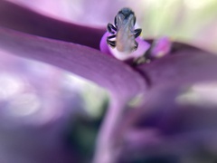 Trigona fulviventris