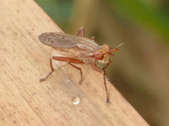 Elgiva solicita