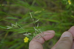 Festuca rubra