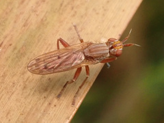 Elgiva solicita