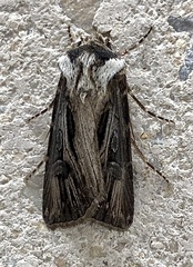 Agrotis venerabilis