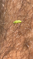 Taylorilygus apicalis