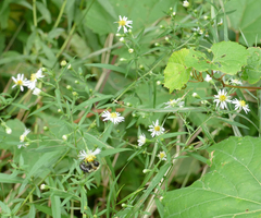 Symphyotrichum ontarionis