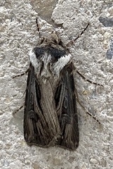 Agrotis venerabilis
