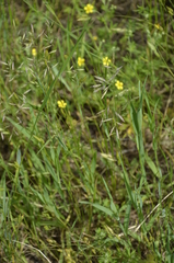 Festuca rubra