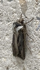 Agrotis venerabilis