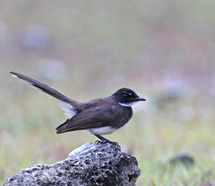 Rhipidura javanica