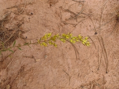 Solidago missouriensis