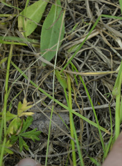 Festuca rubra