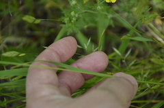 Festuca rubra