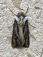 Agrotis venerabilis