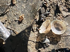 Sphaerium occidentale