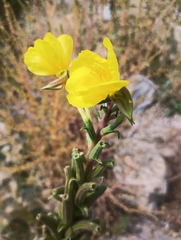 Oenothera biennis