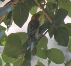 Anaplectes rubriceps