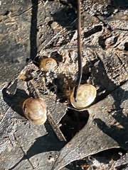 Sphaerium occidentale