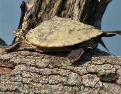 Graptemys ouachitensis