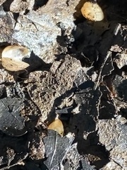 Sphaerium occidentale