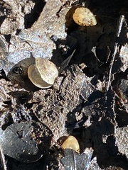 Sphaerium occidentale