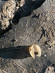 Sphaerium occidentale