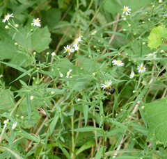 Symphyotrichum ontarionis
