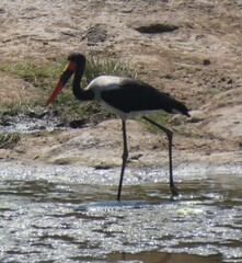 Ephippiorhynchus senegalensis