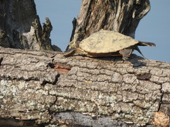 Graptemys ouachitensis