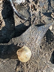 Sphaerium occidentale