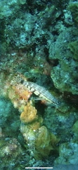 Serranus tigrinus