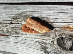 Gloeophyllum trabeum