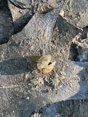 Sphaerium occidentale